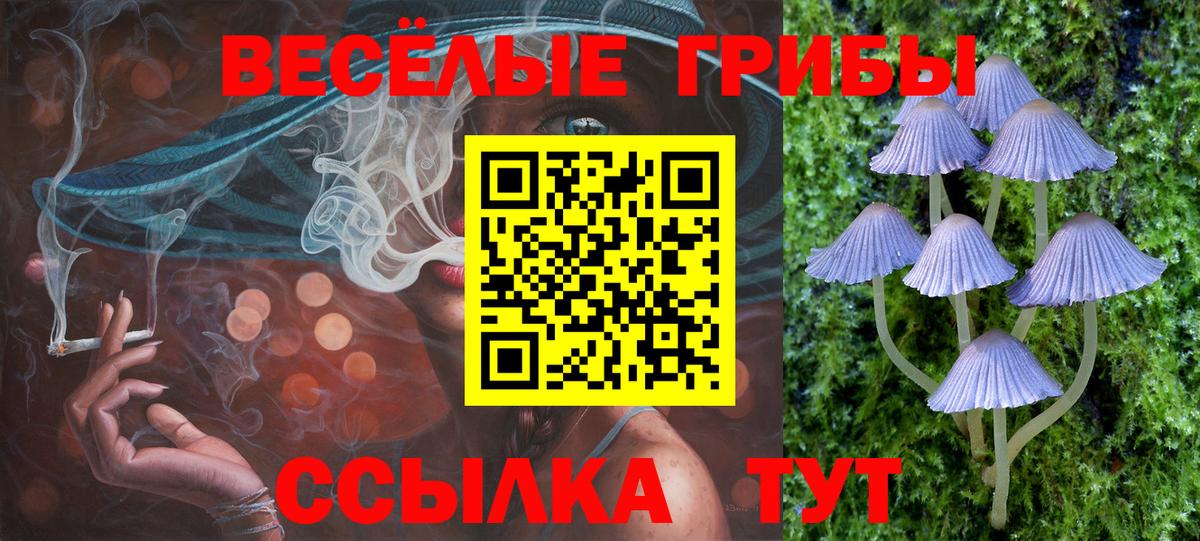 Галлюциногенные грибы Psilocybine cubensis Зерноград
